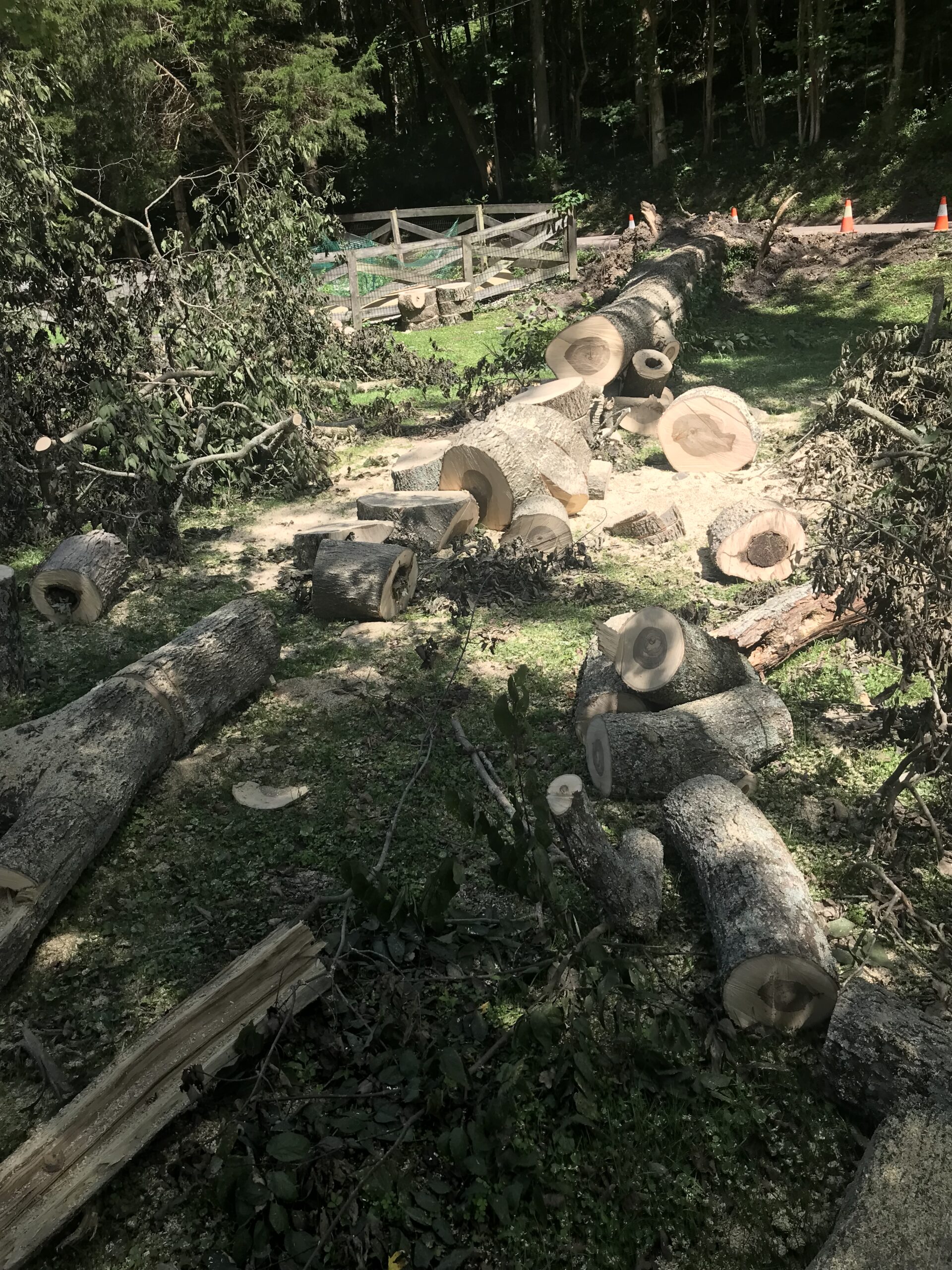 tree fell in front yard