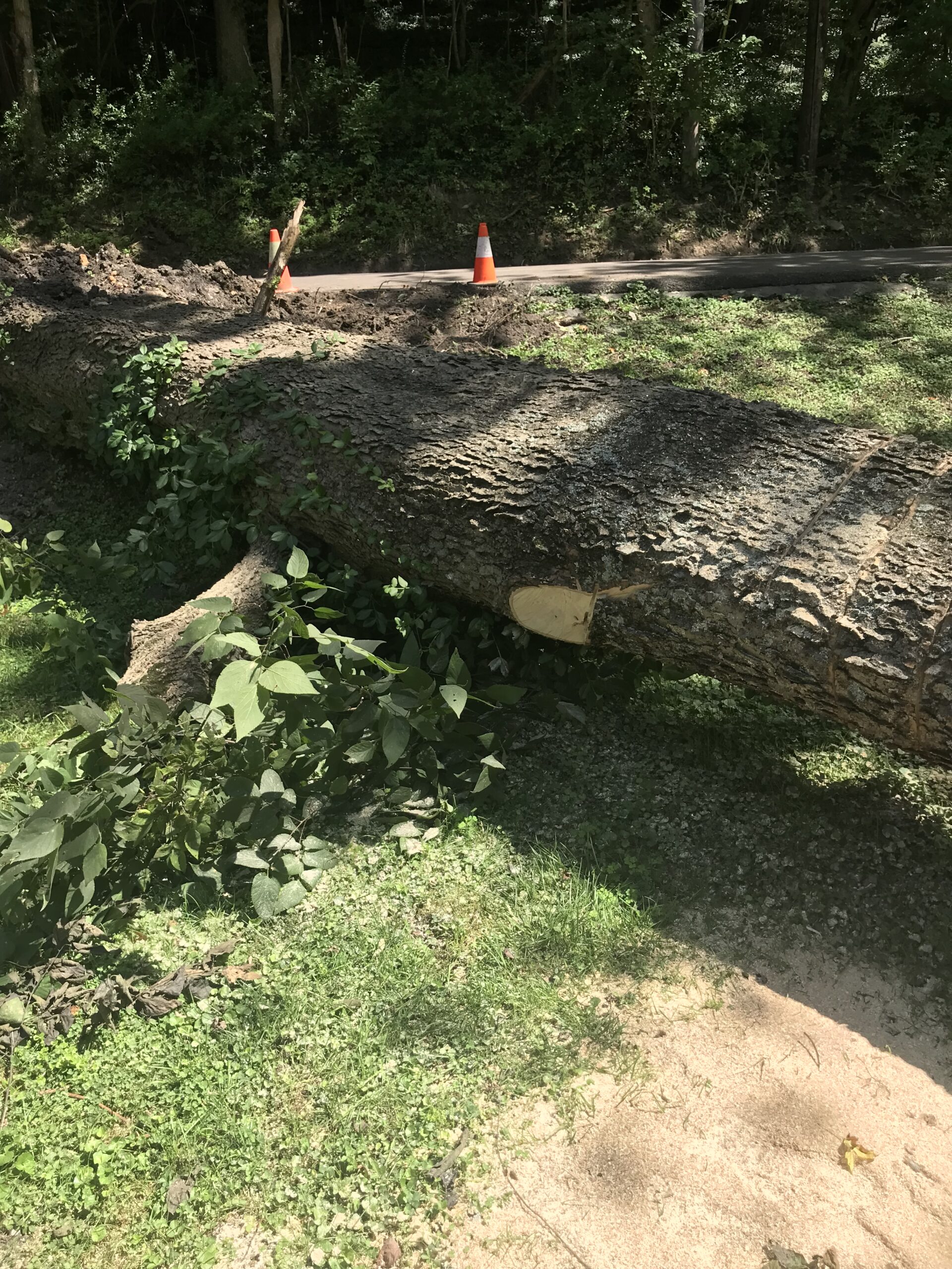 dangerous tree Loveland Ohio