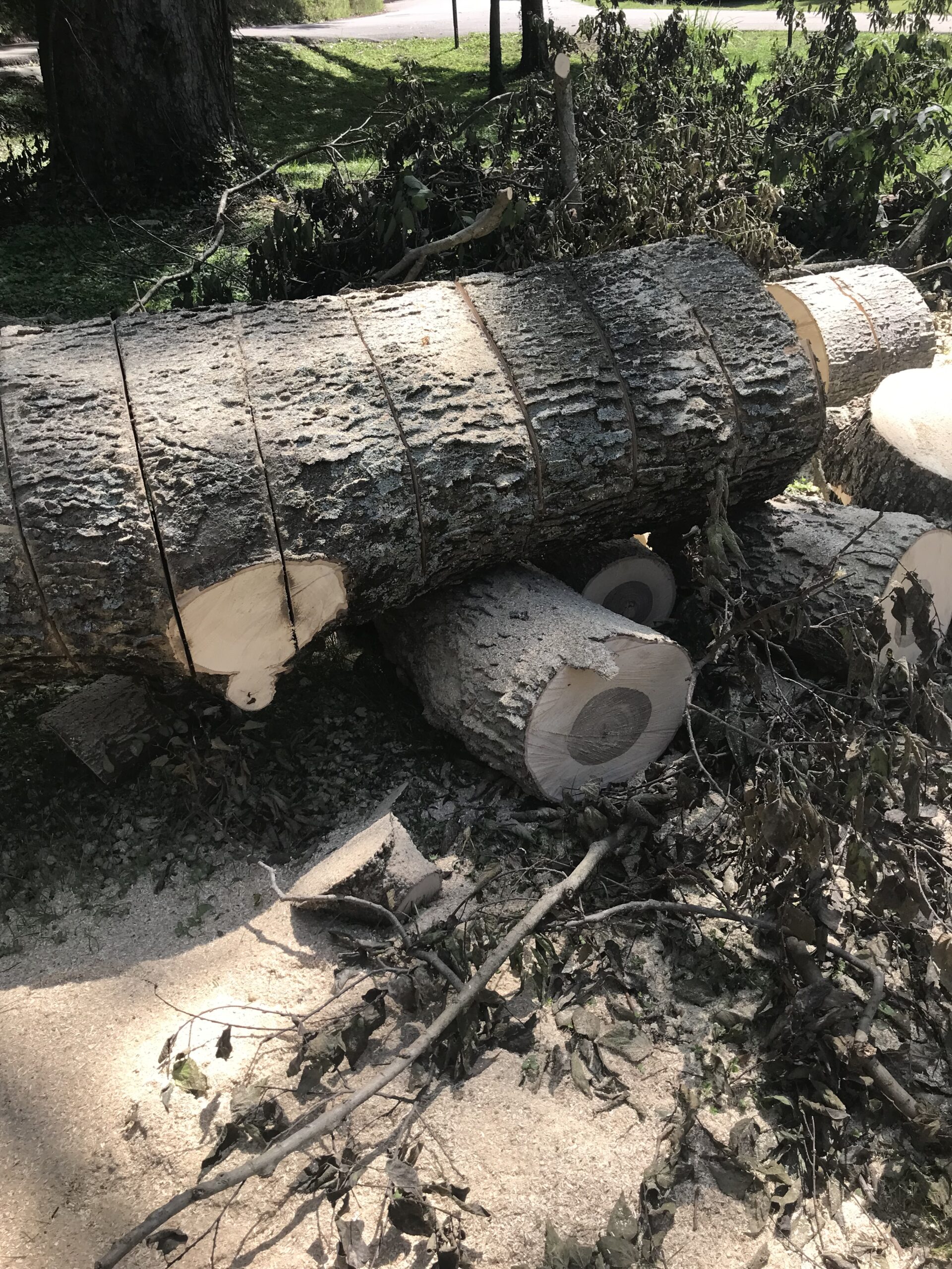 tree fell in Loveland Ohio