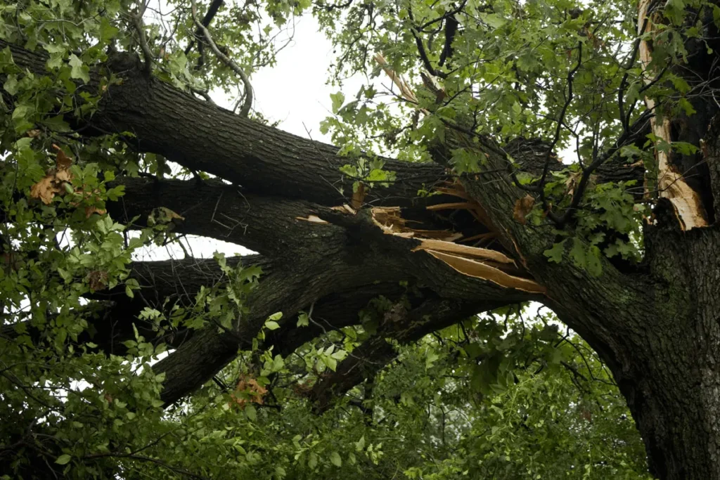 How To Identify A Dangerous Tree