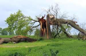 How To Identify A Dangerous Tree