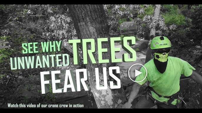 unwanted trees fear us tree removal videos