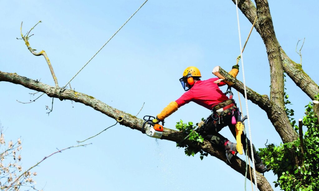 tree trimming