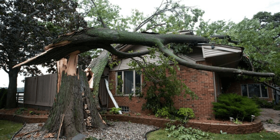 emergency tree service