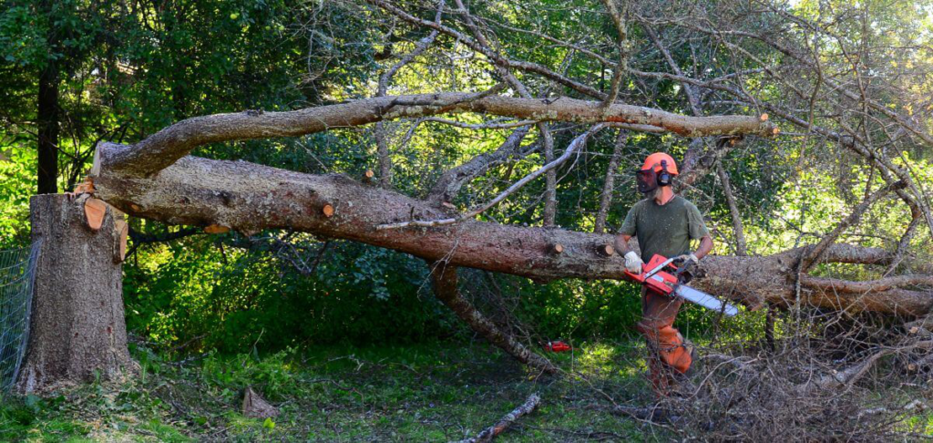 tree removal