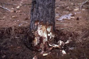 Armillaria Root Rot Symptoms