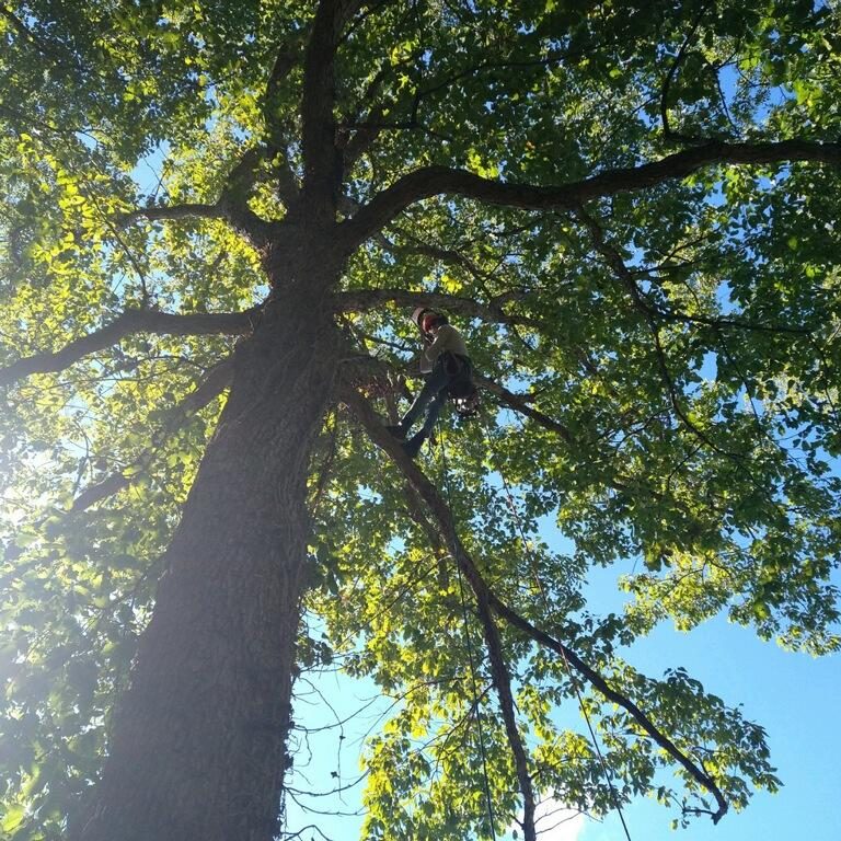 tree trimming in Loveland Ohio